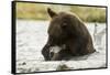 Brown Bear Eating Fish-MaryAnn McDonald-Framed Stretched Canvas