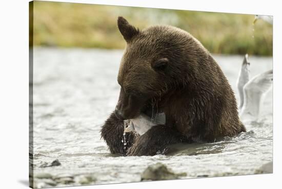Brown Bear Eating Fish-MaryAnn McDonald-Stretched Canvas