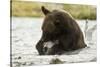 Brown Bear Eating Fish-MaryAnn McDonald-Stretched Canvas