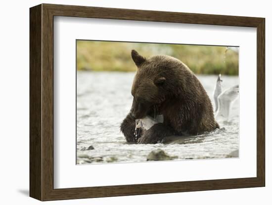 Brown Bear Eating Fish-MaryAnn McDonald-Framed Photographic Print