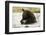 Brown Bear Eating Fish-MaryAnn McDonald-Framed Photographic Print