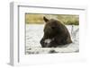 Brown Bear Eating Fish-MaryAnn McDonald-Framed Photographic Print