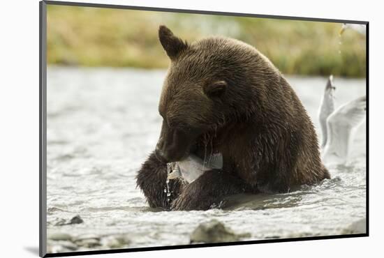 Brown Bear Eating Fish-MaryAnn McDonald-Mounted Photographic Print