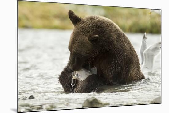 Brown Bear Eating Fish-MaryAnn McDonald-Mounted Photographic Print