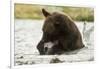 Brown Bear Eating Fish-MaryAnn McDonald-Framed Photographic Print