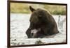 Brown Bear Eating Fish-MaryAnn McDonald-Framed Photographic Print