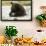 Brown Bear Eating Fish-MaryAnn McDonald-Framed Photographic Print displayed on a wall