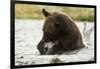 Brown Bear Eating Fish-MaryAnn McDonald-Framed Photographic Print