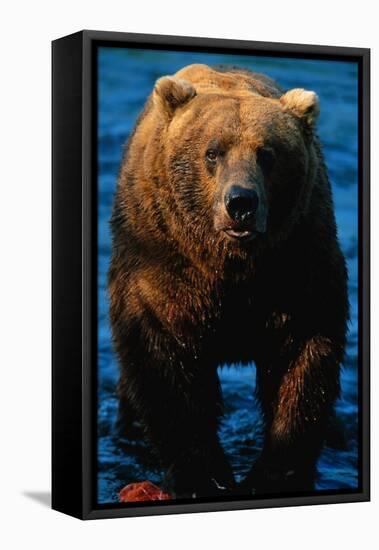 Brown Bear Eating Sockeye Salmon-null-Framed Stretched Canvas