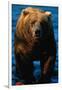 Brown Bear Eating Sockeye Salmon-null-Framed Premium Photographic Print