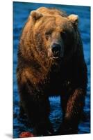Brown Bear Eating Sockeye Salmon-null-Mounted Premium Photographic Print