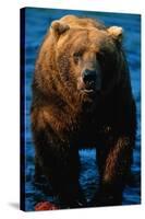 Brown Bear Eating Sockeye Salmon-null-Stretched Canvas