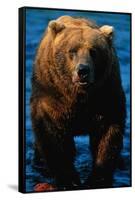 Brown Bear Eating Sockeye Salmon-null-Framed Stretched Canvas