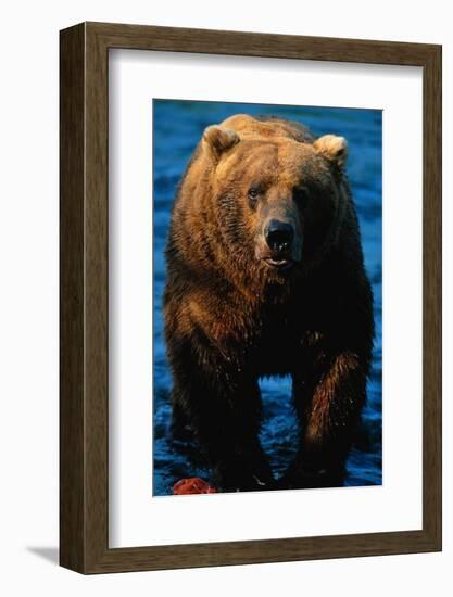 Brown Bear Eating Sockeye Salmon-null-Framed Photographic Print