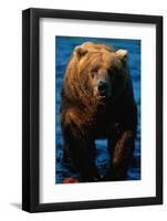 Brown Bear Eating Sockeye Salmon-null-Framed Photographic Print