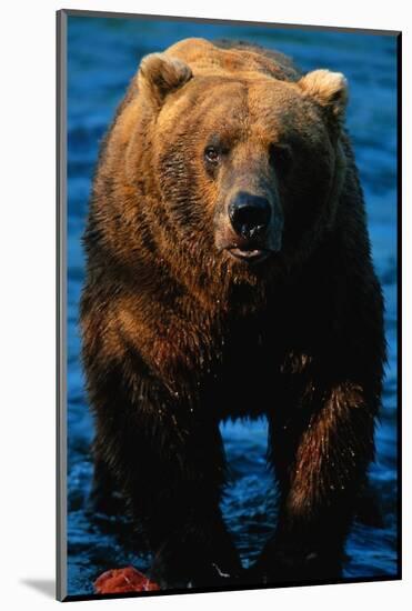 Brown Bear Eating Sockeye Salmon-null-Mounted Photographic Print