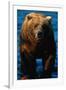 Brown Bear Eating Sockeye Salmon-null-Framed Photographic Print