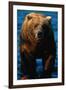 Brown Bear Eating Sockeye Salmon-null-Framed Photographic Print