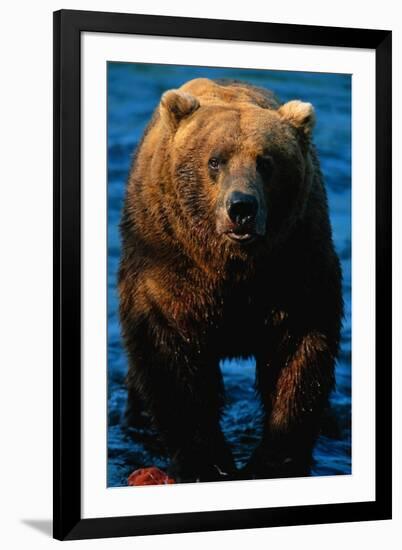 Brown Bear Eating Sockeye Salmon-null-Framed Photographic Print