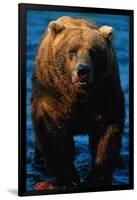 Brown Bear Eating Sockeye Salmon-null-Framed Photographic Print