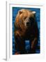 Brown Bear Eating Sockeye Salmon-null-Framed Photographic Print