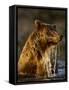 Brown Bear Emerging from Stream While Fishing at Kinak Bay-Paul Souders-Framed Stretched Canvas