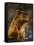 Brown Bear Emerging from Stream While Fishing at Kinak Bay-Paul Souders-Framed Stretched Canvas