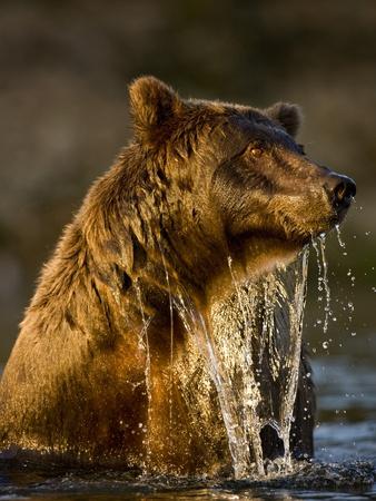 https://imgc.allpostersimages.com/img/posters/brown-bear-emerging-from-stream-while-fishing-at-kinak-bay_u-L-PZNF480.jpg?artPerspective=n