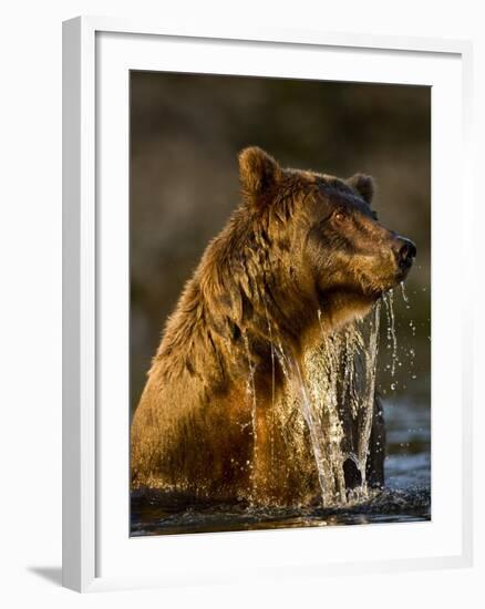 Brown Bear Emerging from Stream While Fishing at Kinak Bay-Paul Souders-Framed Photographic Print
