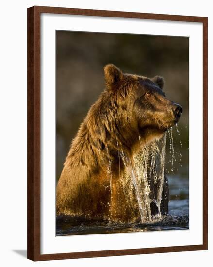 Brown Bear Emerging from Stream While Fishing at Kinak Bay-Paul Souders-Framed Photographic Print