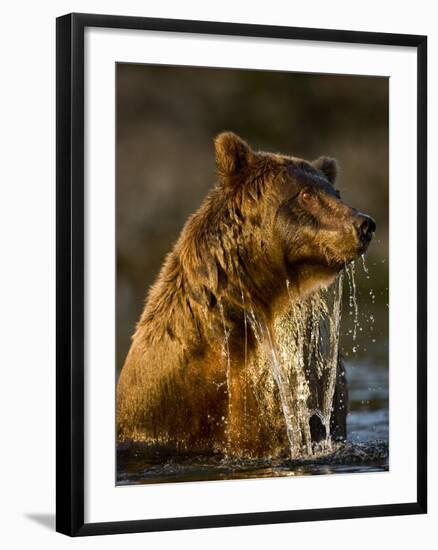 Brown Bear Emerging from Stream While Fishing at Kinak Bay-Paul Souders-Framed Photographic Print