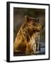 Brown Bear Emerging from Stream While Fishing at Kinak Bay-Paul Souders-Framed Photographic Print