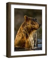 Brown Bear Emerging from Stream While Fishing at Kinak Bay-Paul Souders-Framed Photographic Print