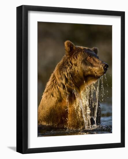 Brown Bear Emerging from Stream While Fishing at Kinak Bay-Paul Souders-Framed Photographic Print