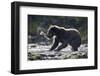 Brown Bear Fishing for Salmon in Alaska-Paul Souders-Framed Photographic Print