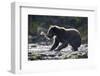 Brown Bear Fishing for Salmon in Alaska-Paul Souders-Framed Photographic Print