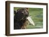 Brown Bear Fishing for Salmon, Katmai National Park, Alaska-Paul Souders-Framed Photographic Print