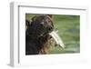 Brown Bear Fishing for Salmon, Katmai National Park, Alaska-Paul Souders-Framed Photographic Print