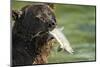 Brown Bear Fishing for Salmon, Katmai National Park, Alaska-Paul Souders-Mounted Photographic Print