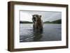 Brown bear fishing for Sockeye salmon in the Ozernaya River,Kamtchatka, Far East Russia-Michel Roggo-Framed Photographic Print