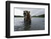 Brown bear fishing for Sockeye salmon in the Ozernaya River,Kamtchatka, Far East Russia-Michel Roggo-Framed Photographic Print