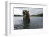 Brown bear fishing for Sockeye salmon in the Ozernaya River,Kamtchatka, Far East Russia-Michel Roggo-Framed Photographic Print