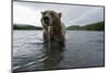 Brown bear fishing for Sockeye salmon in the Ozernaya River,Kamtchatka, Far East Russia-Michel Roggo-Mounted Photographic Print