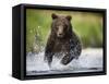 Brown Bear Fishing for Spawning Salmon at Geographic Harbor-Paul Souders-Framed Stretched Canvas