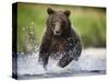 Brown Bear Fishing for Spawning Salmon at Geographic Harbor-Paul Souders-Stretched Canvas