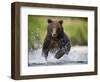 Brown Bear Fishing for Spawning Salmon at Geographic Harbor-Paul Souders-Framed Photographic Print