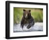 Brown Bear Fishing for Spawning Salmon at Geographic Harbor-Paul Souders-Framed Photographic Print