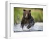 Brown Bear Fishing for Spawning Salmon at Geographic Harbor-Paul Souders-Framed Photographic Print