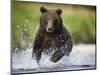 Brown Bear Fishing for Spawning Salmon at Geographic Harbor-Paul Souders-Mounted Photographic Print