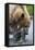 Brown Bear Fishing in Salmon Stream in Alaska-Paul Souders-Framed Stretched Canvas